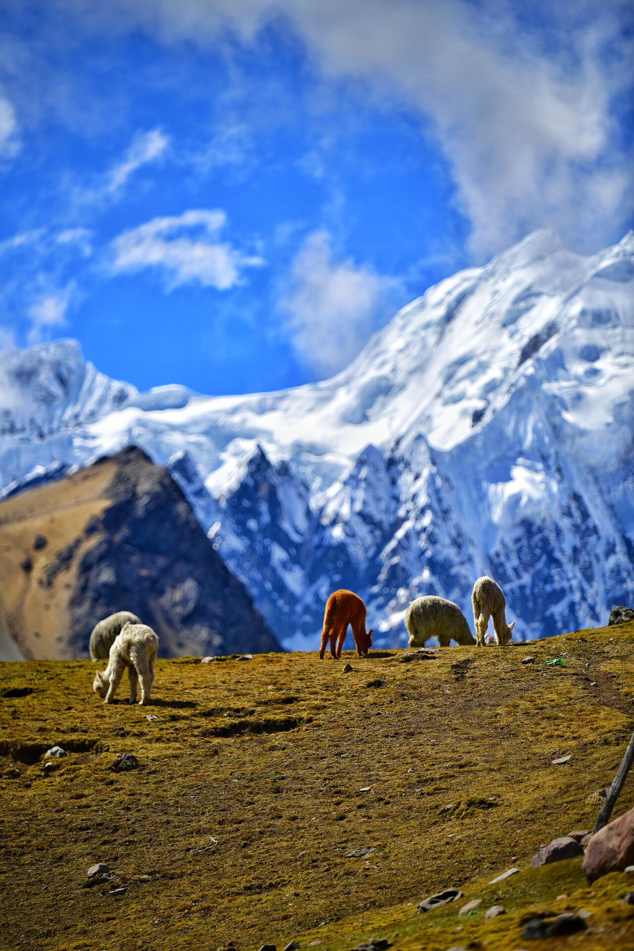 Alpacas pastando frente a nevados andinos en Cusco